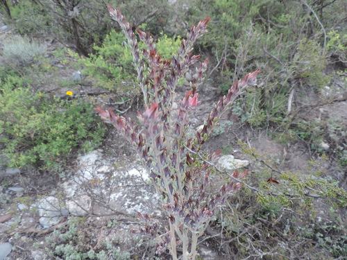 Echeveria lyonsii