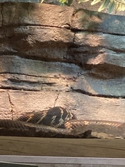 Varanus albigularis