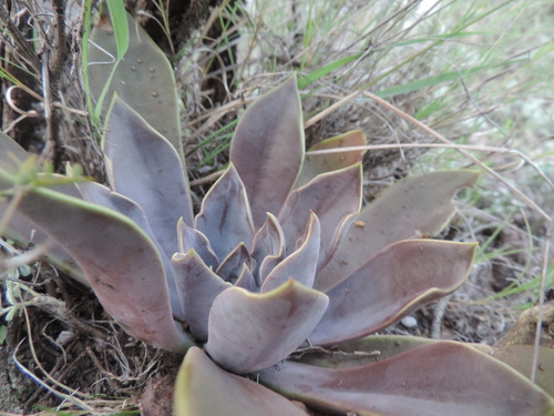 Echeveria lyonsii