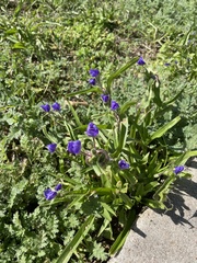 Tradescantia