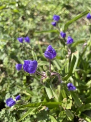 Tradescantia
