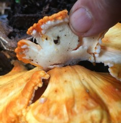 Laetiporus versisporus