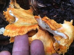 Laetiporus versisporus