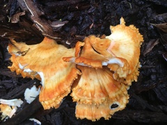 Laetiporus versisporus