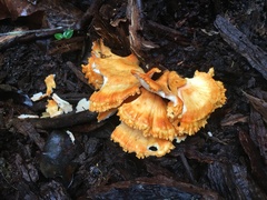 Laetiporus versisporus