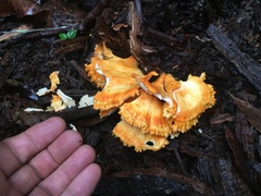 Laetiporus versisporus