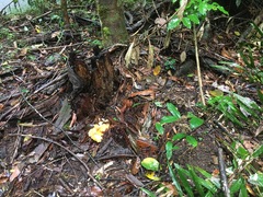 Laetiporus versisporus