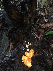 Laetiporus versisporus