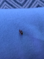 Tropidosteptes quercicola