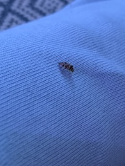 Tropidosteptes quercicola