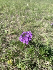 Glandularia bipinnatifida