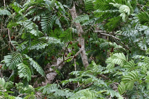 Parkia filicoidea image