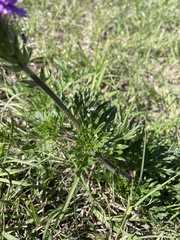Glandularia bipinnatifida