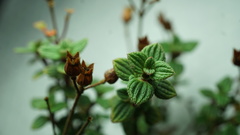 Chaetolepis microphylla