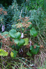 Pericallis malvifolia