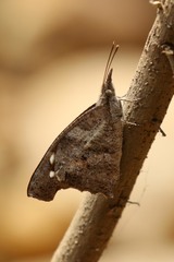 Libythea