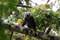 Cercopithecus mitis monoides