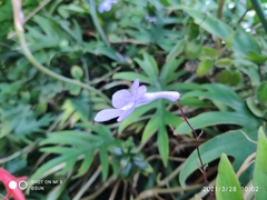 Streptocarpus saxorum