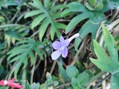 Streptocarpus saxorum