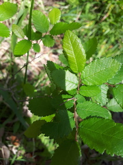 Ulmus crassifolia