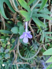 Streptocarpus saxorum