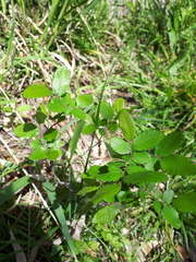Ulmus crassifolia