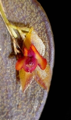 Lepanthes melanocaulon