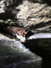 Plecotus auritus