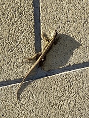 Sceloporus occidentalis
