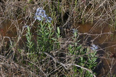 Amsonia repens