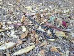 Thamnophis atratus