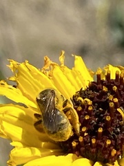 Lasioglossum titusi