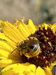 Lasioglossum titusi