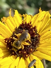 Lasioglossum titusi