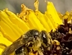Lasioglossum titusi