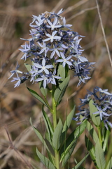 Amsonia repens