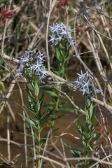 Amsonia repens