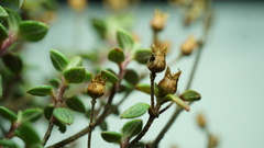 Chaetolepis microphylla