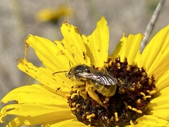 Lasioglossum titusi