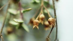 Chaetolepis microphylla