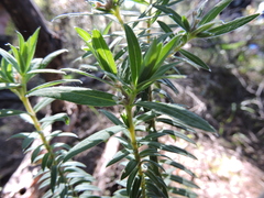 Pimelea tomentosa