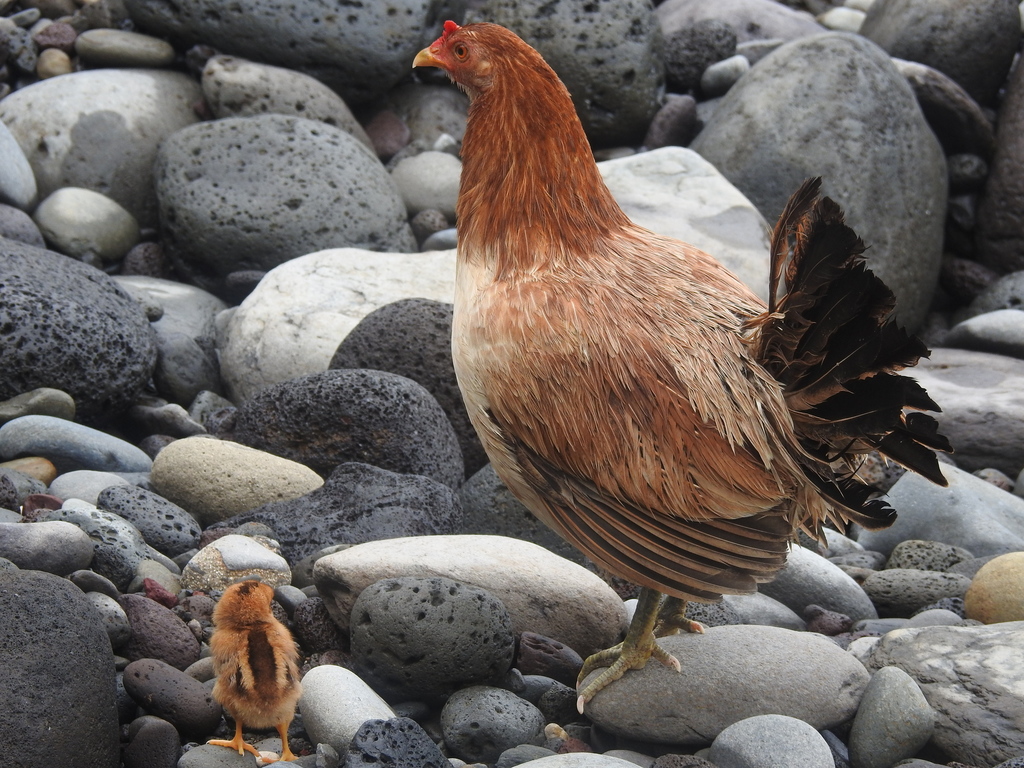 Domestic Chicken (Variety Gallus gallus domesticus