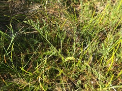 Lomatium cookii