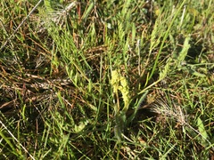 Lomatium cookii