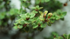 Chaetolepis microphylla
