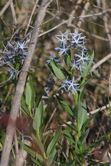 Amsonia repens