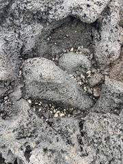 Isognomon californicus