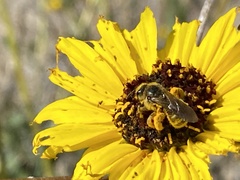 Lasioglossum titusi
