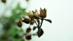 Chaetolepis microphylla