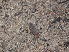 Jadera coturnix